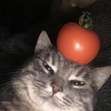 Night Selfie Cats Cat Aesthetic Cat Memes