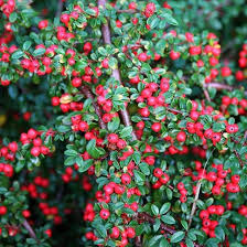 Image result for Cotoneaster