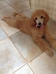The standard doodle would be with a standard size poodle and the mini. Standard Goldendoodle Puppies For Sale In Michigan Bmo Show
