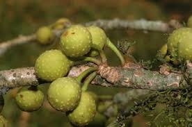 Image result for Ficus ottoniifolia