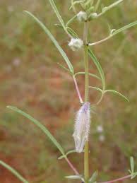 Image result for Sesamum triphyllum