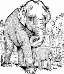 There are 1001 reasons to love coloring pages for grown ups, they are fun to color, come out super pretty and you can use them as a decor, they help relieve stress… a4 size elephant coloring sheets. Elephant Coloring Pages For Adults Best Coloring Pages For Kids