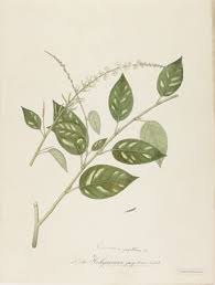 Image result for Pleurolobus tanganyikensis