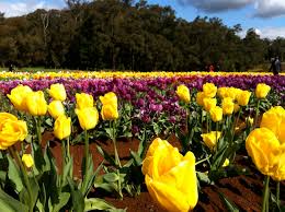 Flowers in season in april australia. Spring Is Here Look At What S In Season Bloom College