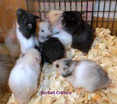 Also breeding rabbits and ringneck doves. Furball Critters Home Of Teddy Bear Hamsters Dwarf Hamsters Fancy Rats And Chinchillas