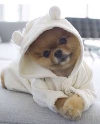Funny baby dog or puppy. Lovely Million Feed Baby Animals Funny Cute Baby Animals Baby Animals