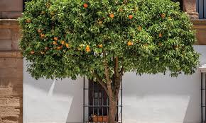 Plant in areas that get full sun and where. Urban Treasures Iron Man Magazine