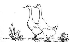 Download sketsa gambar ukuran besar full hd yang belum diwarnai dalam format png, jpg maupun pdf. Download Sketsa Gambar Hewan Yang Gampang Diwarnai Untuk Tk Paud Sd Kanalmu