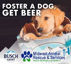 Busch Offering Free 3 Month Supply Of Beer If You Adopt Or Foster A Dog Pennlive Com