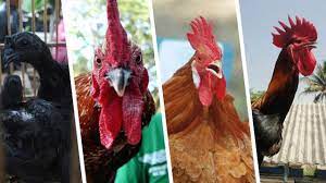 Gratis dipakai untuk komersial, kualitas tinggi dan bebas hak cipta. 4 Ayam Termahal Asli Indonesia Harganya Rp 40 Juta Per Ekor Bisnis Liputan6 Com