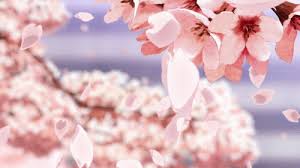 Japan flowers anime cherry blossom aesthetic tokyo train kawaii railway redbubble. ð™ˆð™ð™‚ð™€ð™‰ Muichiro X Readers Oneshots Anime Flower Aesthetic Anime Anime Background