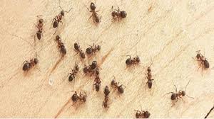 Berikan penghalang agar semut tidak masuk ke rumah anda. Tips Membasmi Semut Agar Tak Balik Lagi Dengan 5 Bahan Ini Halaman All Blog Tribunjualbeli Com