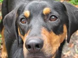 Black And Tan Lab Mix Puppy Black And Tan Coonhound Coonhound Pug Mixed Breeds Black And Tan