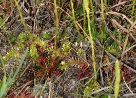 Image result for Lycopodiella sarcocaulon