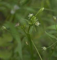 Image result for Stellaria sennii