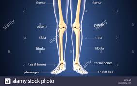 Maybe you would like to learn more about one of these? Leg Bones Anatomy Anatomy Drawing Diagram