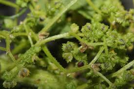 Image result for Dysphania schraderiana