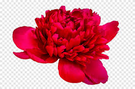 Unusual flowers large flowers cut flowers yellow flowers spring flowers beautiful flowers types of ferns types of roses border plants. Peony Paeonia Coral Charm Paeonia Coral Sunset Cut Flowers Peony Png Pngegg