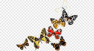 Monarch butterfly aesthetic blue butterfly wallpaper. Monarch Butterfly Pieridae Insect Butterfly Watercolor Painting Brush Footed Butterfly Insects Png Pngwing