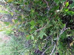 Image result for Searsia pyroides