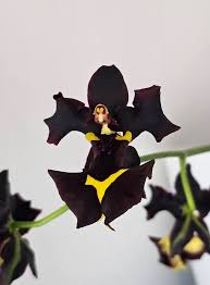 Image result for Ozoroa gomesiana