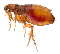If your pet shows signs of restlessness, scratching, licking or biting himself, fleas could be the cause, says sandra bonom, the owner of the hairy barker inn and spa in darien, ct. Fleas Pets Parasites The Pet Owner S Parasite Resource