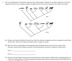 On the other hand, if you are interested. Solved 1 The Two Phylogenetic Trees Below Represent The Chegg Com