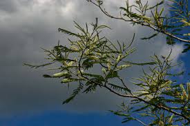 Image result for Acacia polyacantha