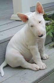 Spektakular Bilder Und Informationen Zu Terrier Bull Terrier Bilder Informationen Terrier Bull Terrier Bull Terrier Puppy Mini Bull Terriers