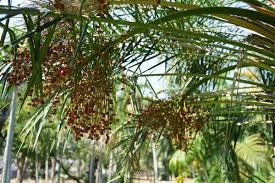 Image result for Phoenix pusilla