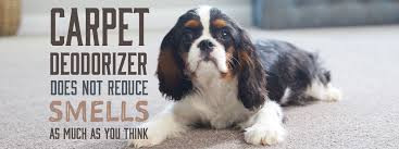 If your whole house smells like dog urine, you will almost definitely need a professional cleaning service. Why Carpet Deodorizers Can T Fix Carpet Smells Empire Today