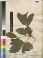 Image result for Allophylus africanus