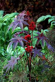 Pin on Dans le Jardin | In the Garden