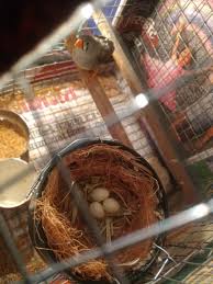 zebra finch breeding kus