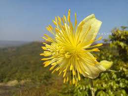 Image result for Clematis welwitschii