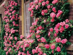 The greater lafayette metropolitan area consists of the cities of lafayette and west lafayette. Roth Florist Rothflorist Profile Pinterest