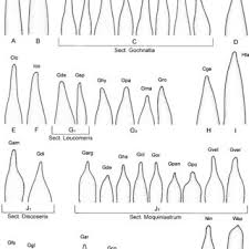 Image result for Pleiotaxis pulcherrima