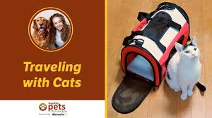 Traveling With Cats Youtube