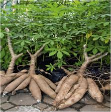 Image result for Manihot esculenta