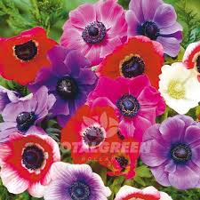 Image result for Anemone transvaalensis