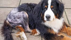 It starts screaming my back is dislocated (shoulder or hip) and then starts pooing every where especially in your bed. Hip Dysplasia Hip Conditions In Dogs Surgery Costs
