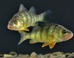 We did not find results for: Trophic Cascade Definition Importance Examples Britannica