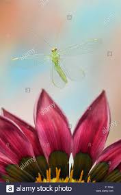 chrysopidae high resolution stock photography and images alamy