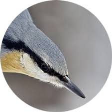 Costruito nelle cavità resistenti di. Vogelwarte Ch Picchio Muratore