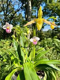 Image result for Wajira grahamiana