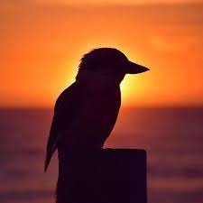 Bird That Sounds Like A Monkey Australia Kookaburra By Far Our Favorite Bird Here In Australia What S Not To Like About A Bird That Sounds Like A Monkey Australia Kookaburra D