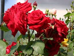 The holiday home includes 2 bedrooms, a kitchenette with a dishwasher and a fridge, as well as a coffee machine. Beetrose Gartenzauber 84 Expertenwissen Zu Dieser Rose