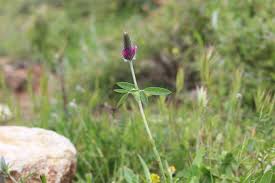 Image result for Trifolium baccarinii