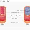Arteries carry blood away from the heart in two distinct pathways: 1