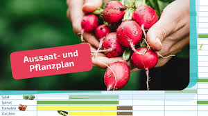 Die elternpflanzen wurden traditionell über jahrzehnte oder gar jahrhunderte durch selektion ausgewählt. Aussaatkalender Wann Sat Man Welches Gemuse Bayern 1 Radio Br De